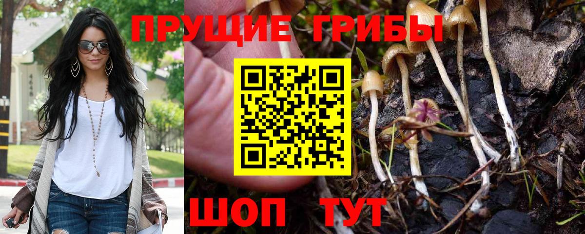 Галлюциногенные грибы Psilocybine cubensis Пермь